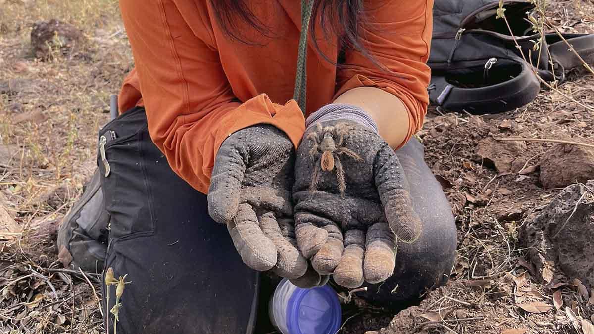 A close up photo of a tarantula held in a pair of gloved hands.