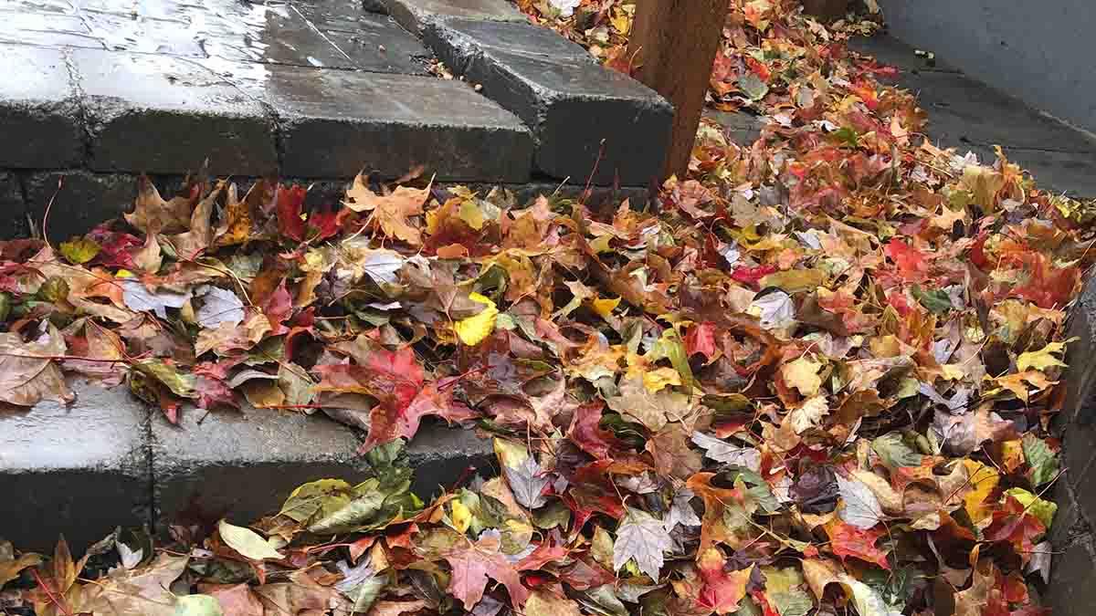 fall leaves on steps