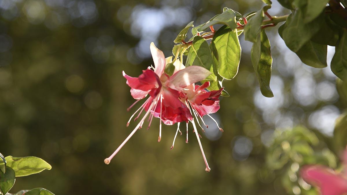 spring flower