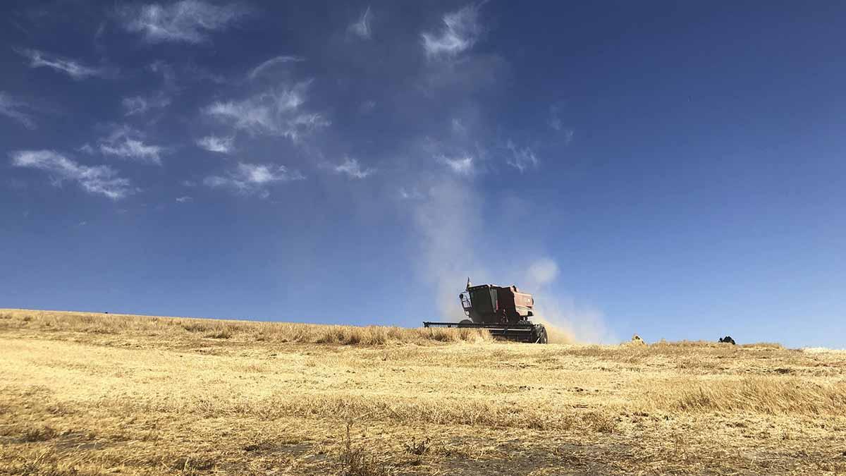 harvest with combine