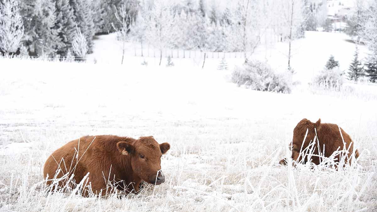 Red angus on a frosty morning