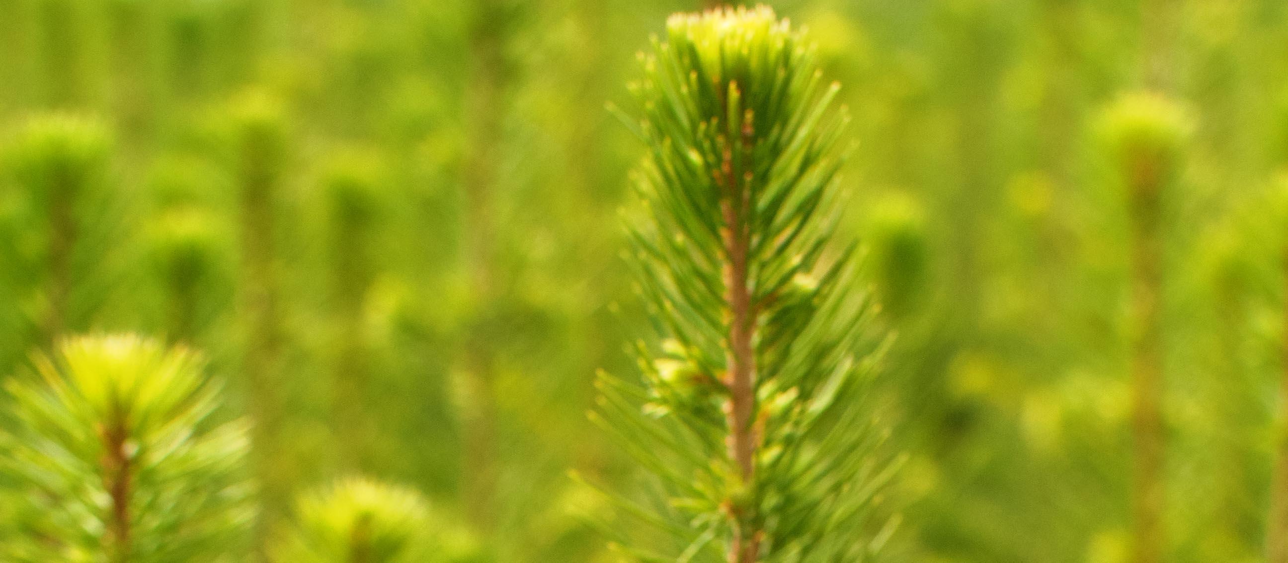 Conifer seedlings