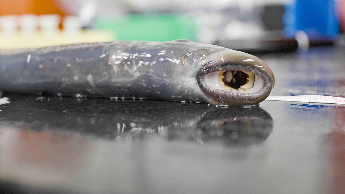 A wet, live lamprey lies on a research table.